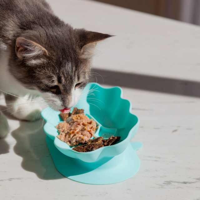 whiskies cat bowl | algae
