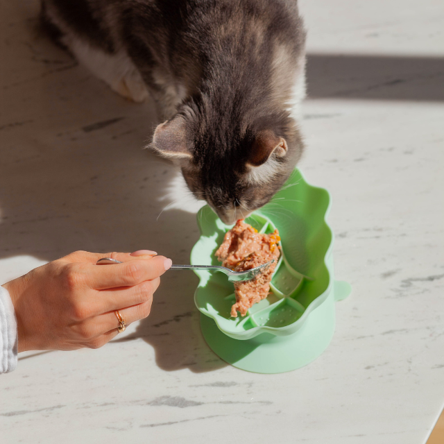 whiskies cat bowl | cucumber melon