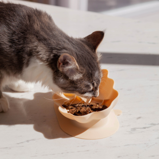 whiskies cat bowl | oatmeal