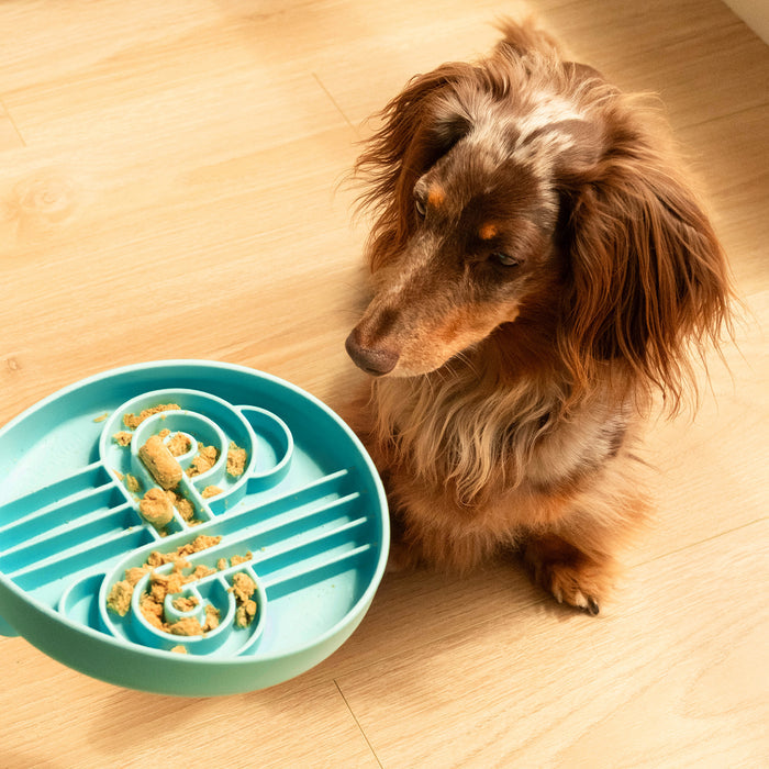 zoomies slow feeder bowl | algae