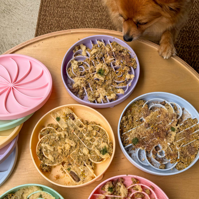 zoomies slow feeder bowl | clementine