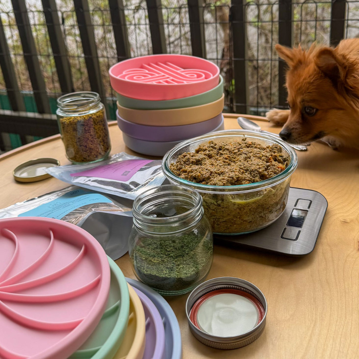 zoomies slow feeder bowl | clementine